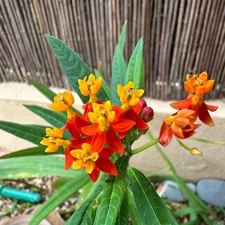 Daire Comodo En El Mar